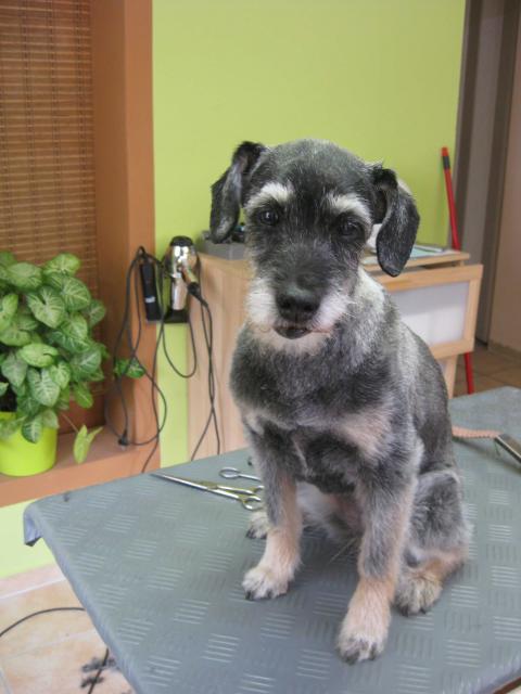 Lili, Schnauzer mix